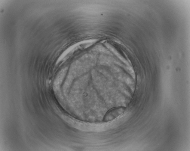 X0000070370048200607072139