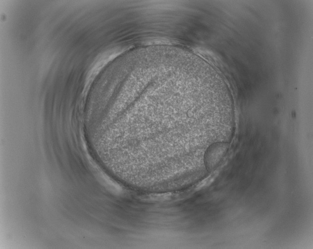 X0000070370049200607072138