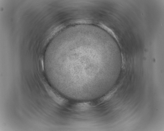 X0000070370061200607072139