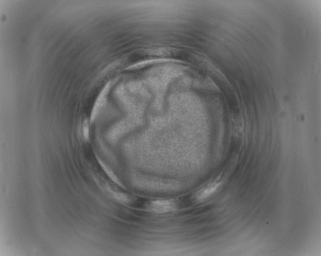 X0000070370095200607072139