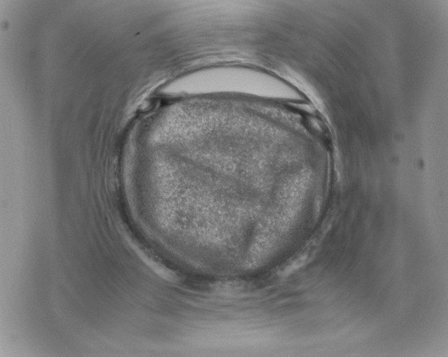 X0000070370105200607072138