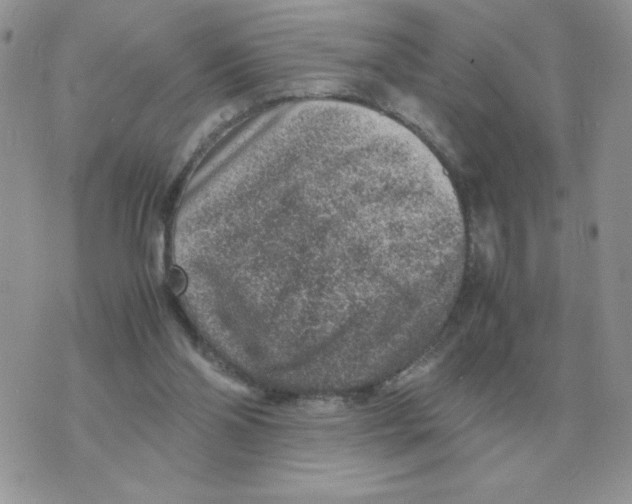 X0000070370110200607072138