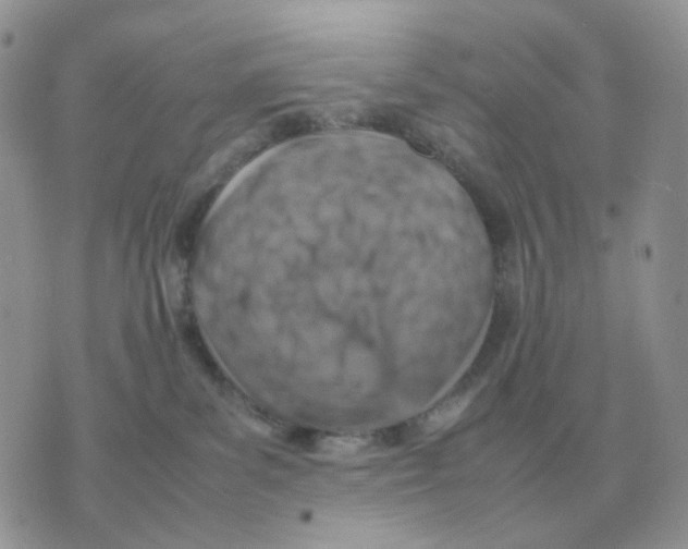 X0000070370139200607072138