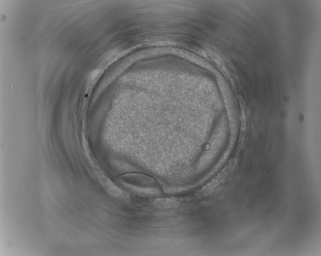 X0000070370145200607072137