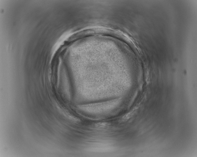 X0000070370152200607072137