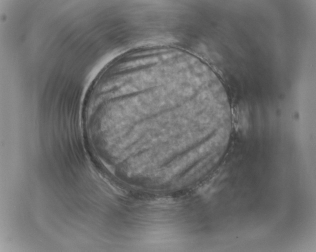 X0000070370196200607072137