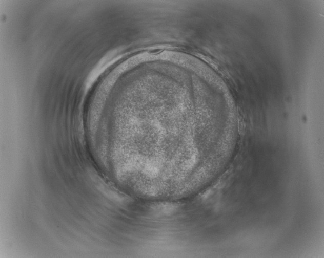 X0000070370198200607072137