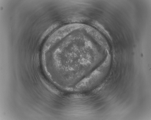 X0000070370250200607072135