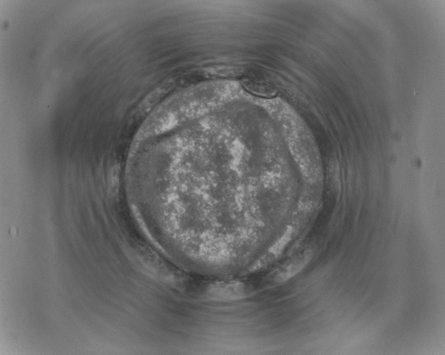 X0000070370271200607072136