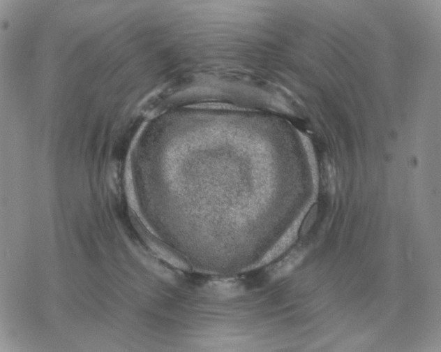 X0000070370280200607072136