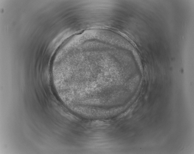 X0000070370290200607072135