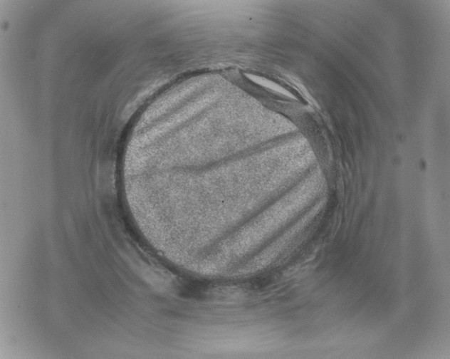 X0000070370299200607072135