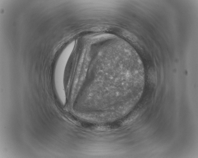 X0000070370303200607072135