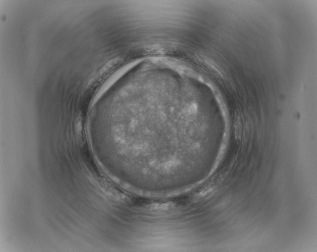 X0000070370314200607072135