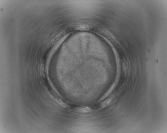 X0000070370322200607072135