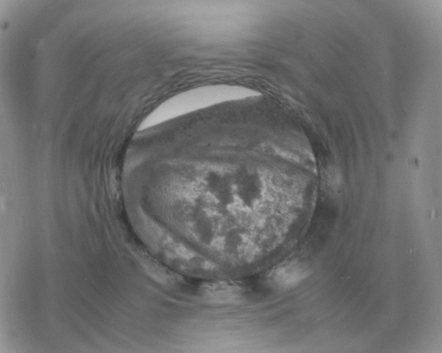 X0000070370331200607072135