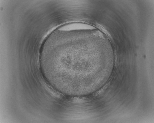 X0000070370346200607072134