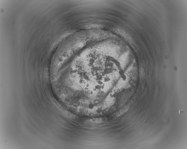 X0000070370353200607072134