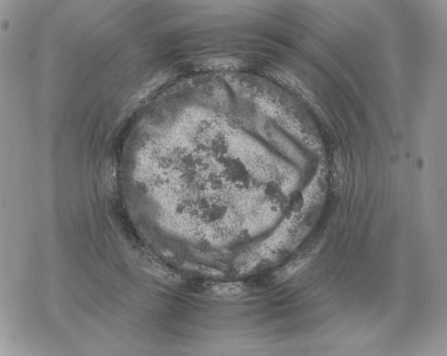 X0000070370355200607072134