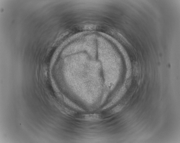 X0000070370363200607072134