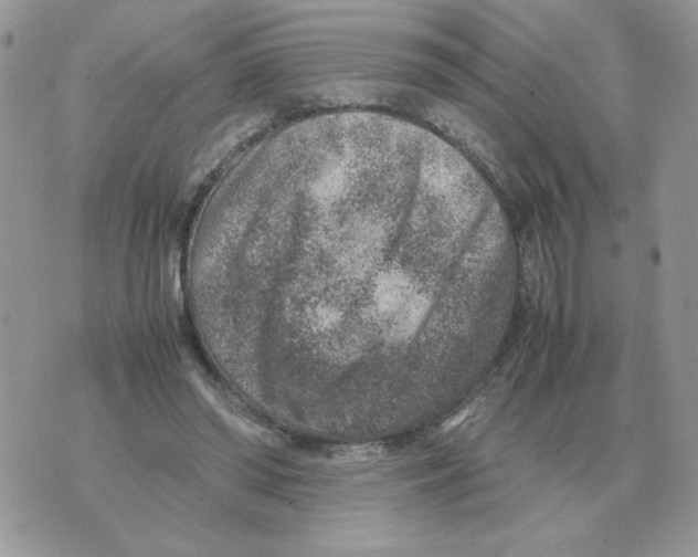 X0000070370398200607072134