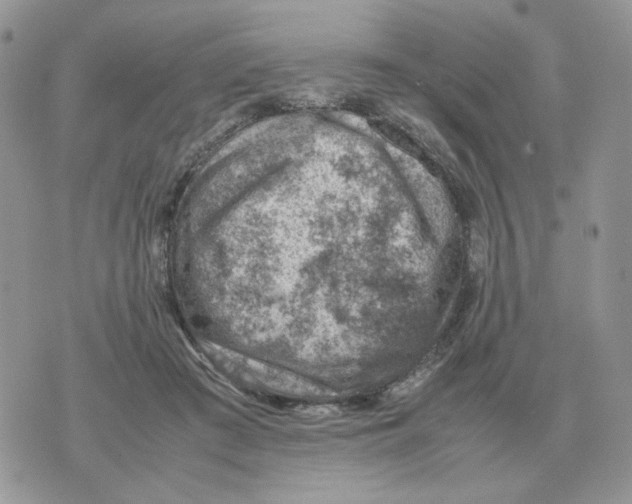 X0000070370409200607072133