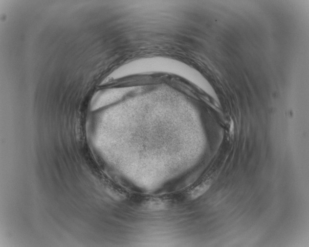 X0000070370416200607072133