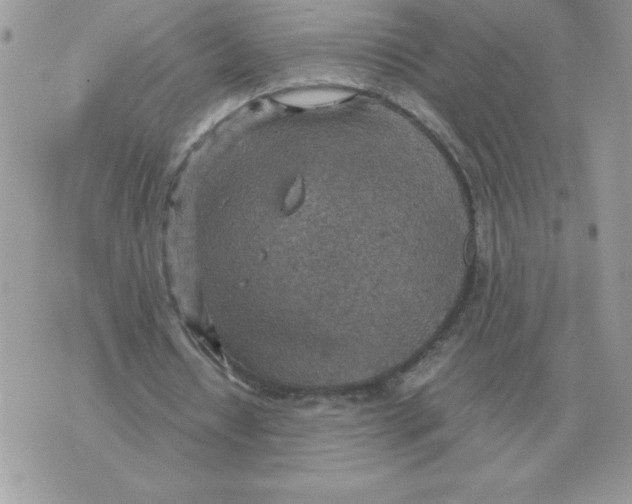 X0000070370434200607072132