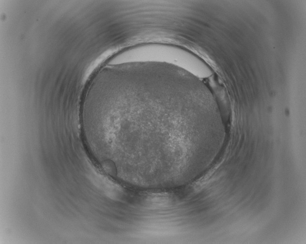 X0000070370438200607072132