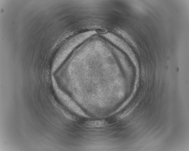 X0000070370449200607072132