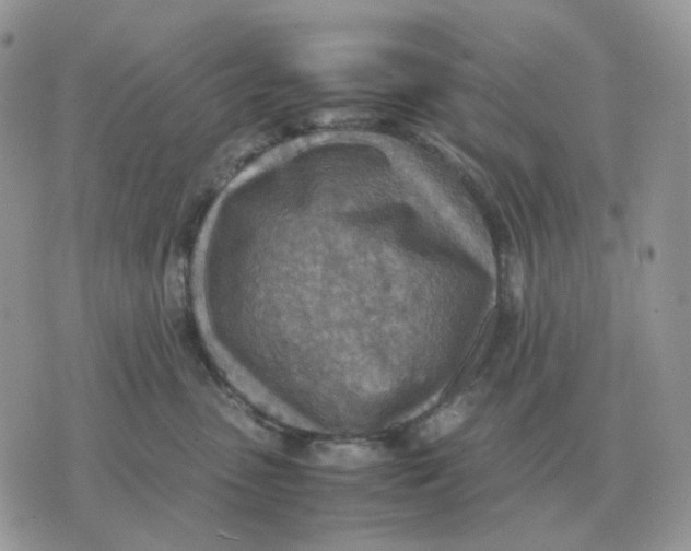 X0000070370475200607072133