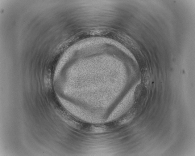 X0000070370510200607072132