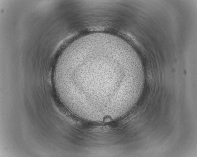 X0000070370543200607072131