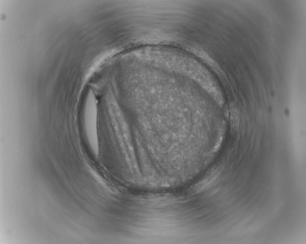 X0000070370626200607072129