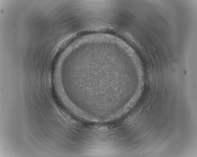 X0000070370640200607072129