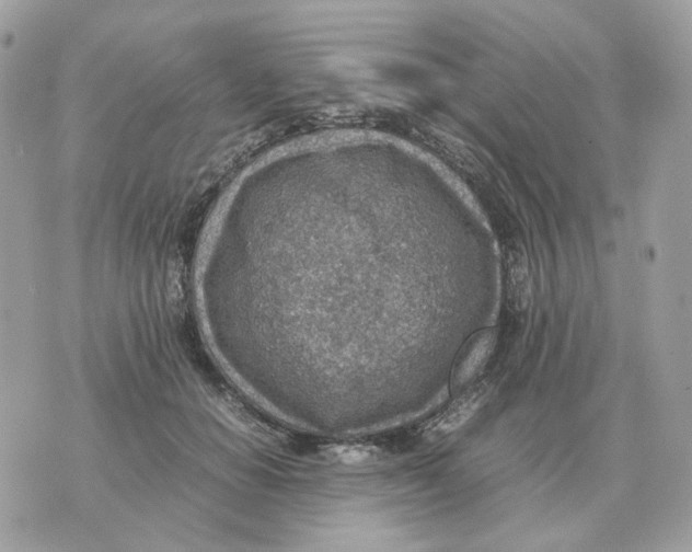 X0000070370654200607072130