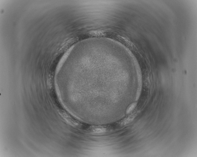 X0000070370658200607072130