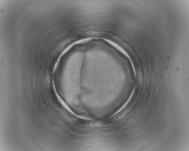 X0000070370668200607072130