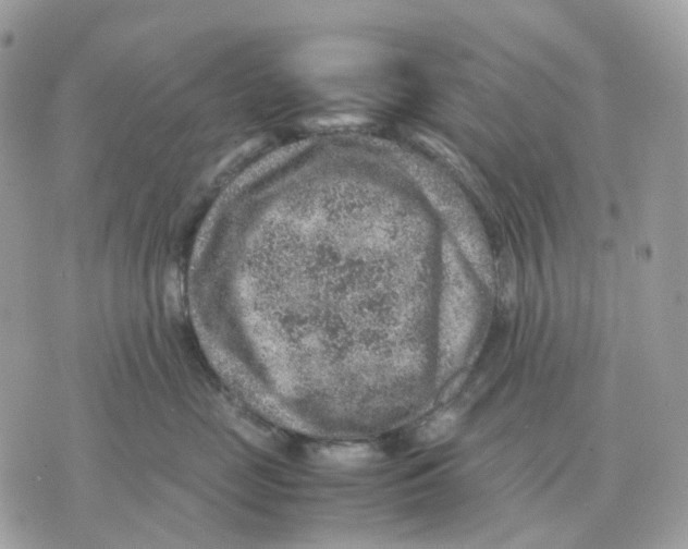 X0000070370669200607072130