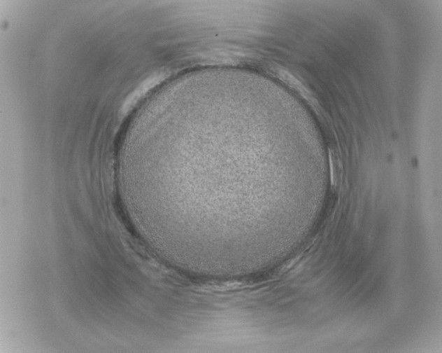 X0000070370675200607072129