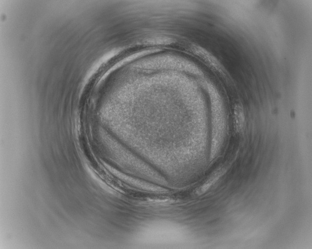 X0000070370726200607072128