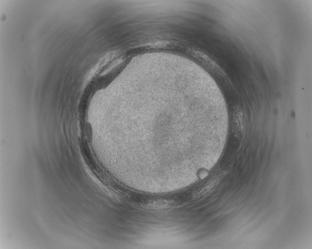 X0000070370734200607072128