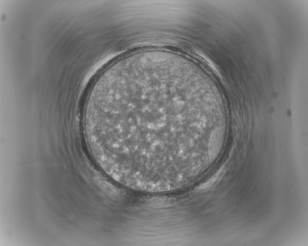 X0000070370779200607072127