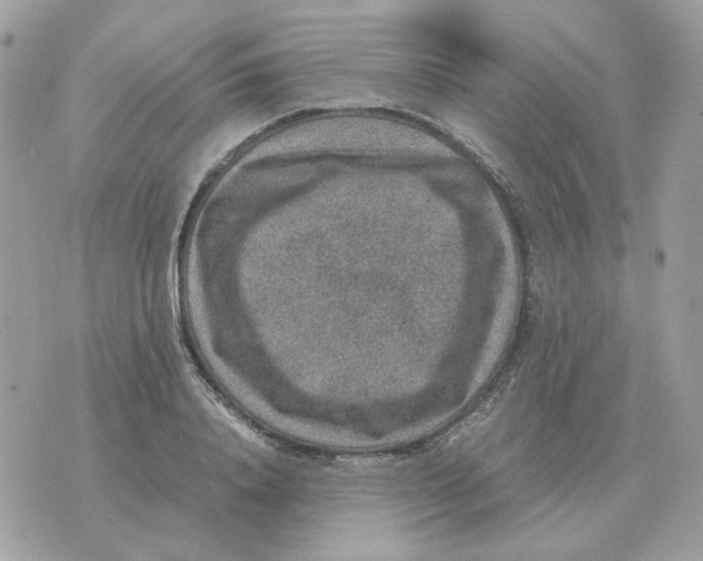 X0000070370840200607072126