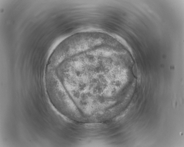 X0000070370863200607072127