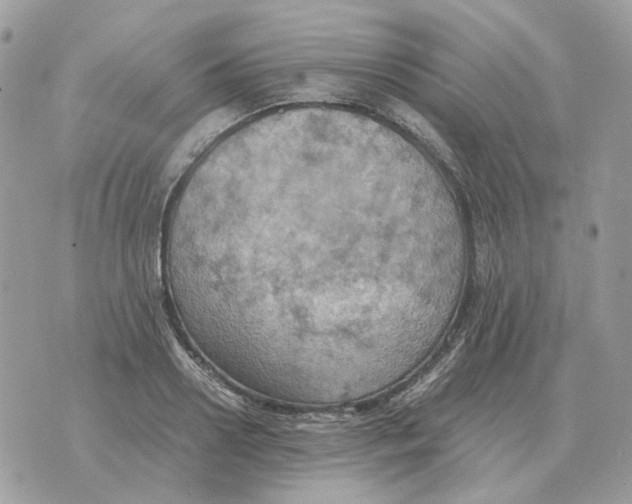 X0000070370938200607072125