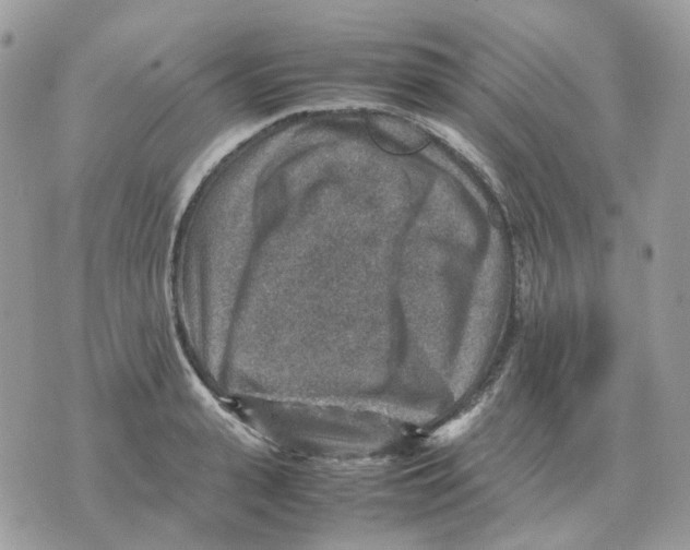 X0000070370943200607072125