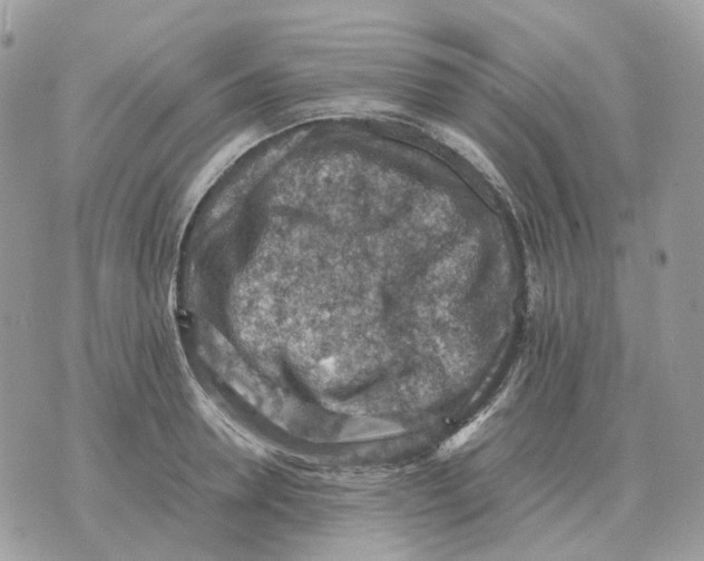 X0000070370946200607072125