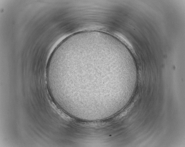 X0000070370948200607072125