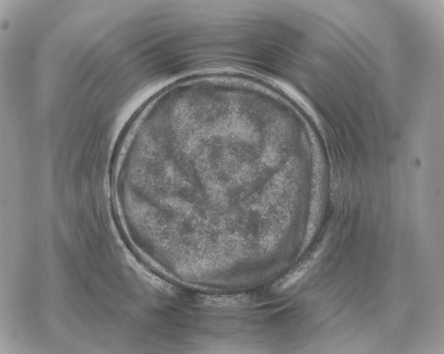 X0000070370951200607072125